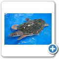 Sea Aquarium Park - Gr&uuml;ne Meeresschildkr&ouml;te