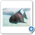 Sea Aquarium Park - atlantischer Spatenfisch