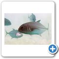 Sea Aquarium Park - Stachelmakrele