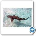 Sea Aquarium Park - Ammenhai