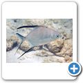 Palometa