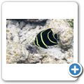 Franzosen-Kaiserfisch
