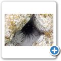 Seeigel