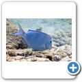 Blauer Doktorfisch