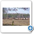Wildpferde im Meerfelder Bruch