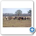 Wildpferde im Meerfelder Bruch