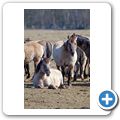 Wildpferde im Meerfelder Bruch