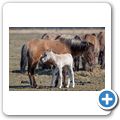Wildpferde im Meerfelder Bruch