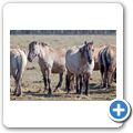Wildpferde im Meerfelder Bruch