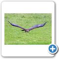 Schloss Tambach - Bayerischer Jagdfalkenhof - Steinadler