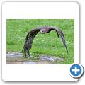 Schloss Tambach - Bayerischer Jagdfalkenhof - Steinadler