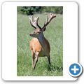 Schloss Tambach - Wildpark - Sikawild