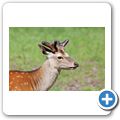 Schloss Tambach - Wildpark - Sikawild