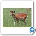 Schloss Tambach - Wildpark - Sikawild