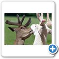 Schloss Tambach - Wildpark - Sikawild