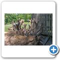 Schloss Tambach - Wildpark - Sikawild