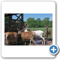 Schloss Tambach - Wildpark - Sikawild