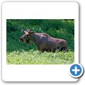 Schloss Tambach - Wildpark - Elch