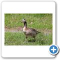Schloss Tambach - Wildpark - Gans