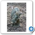 Schloss Tambach - Wildpark - Wildschwein