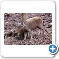 Schloss Tambach - Wildpark - Wildschwein