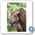Schloss Tambach - Wildpark - Wisent