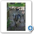 Schloss Tambach - Wildpark - Zwergziege