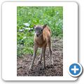 Schloss Tambach - Wildpark - Mufflon