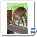 Schloss Tambach - Wildpark - Mufflon