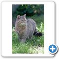 Schloss Tambach - Wildpark - Europ&auml;ische Wildkatze