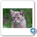 Schloss Tambach - Wildpark - Europ&auml;ische Wildkatze