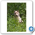 Schloss Tambach - Wildpark - Wolf