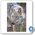 Schloss Tambach - Wildpark - Wolf