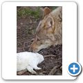 Schloss Tambach - Wildpark - Wolf