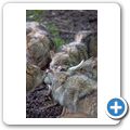 Schloss Tambach - Wildpark - Wolf