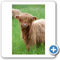 Highlandrinder ... wie in Schottland