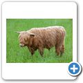 Highlandrinder ... wie in Schottland