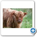Halbinsel Kintyre