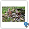 Scottish Sealife Sanctuary - Fischotter