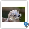 Scottish Sealife Sanctuary - Fischotter