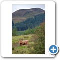 Highlandrind
