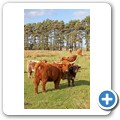 Highlandrind