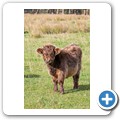 Highlandrind