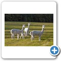 Alpakas