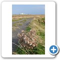Noss Head