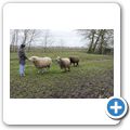 Alpacafarm bei Woltzeten
