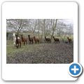 Alpacafarm bei Woltzeten