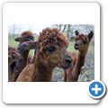 Alpacafarm bei Woltzeten