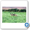 Landschaft zwischen Saligo Bay und Loch Gorm