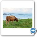Highlandrind